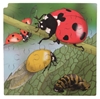 Image sur Puzzle Le cycle de la vie de la coccinelle